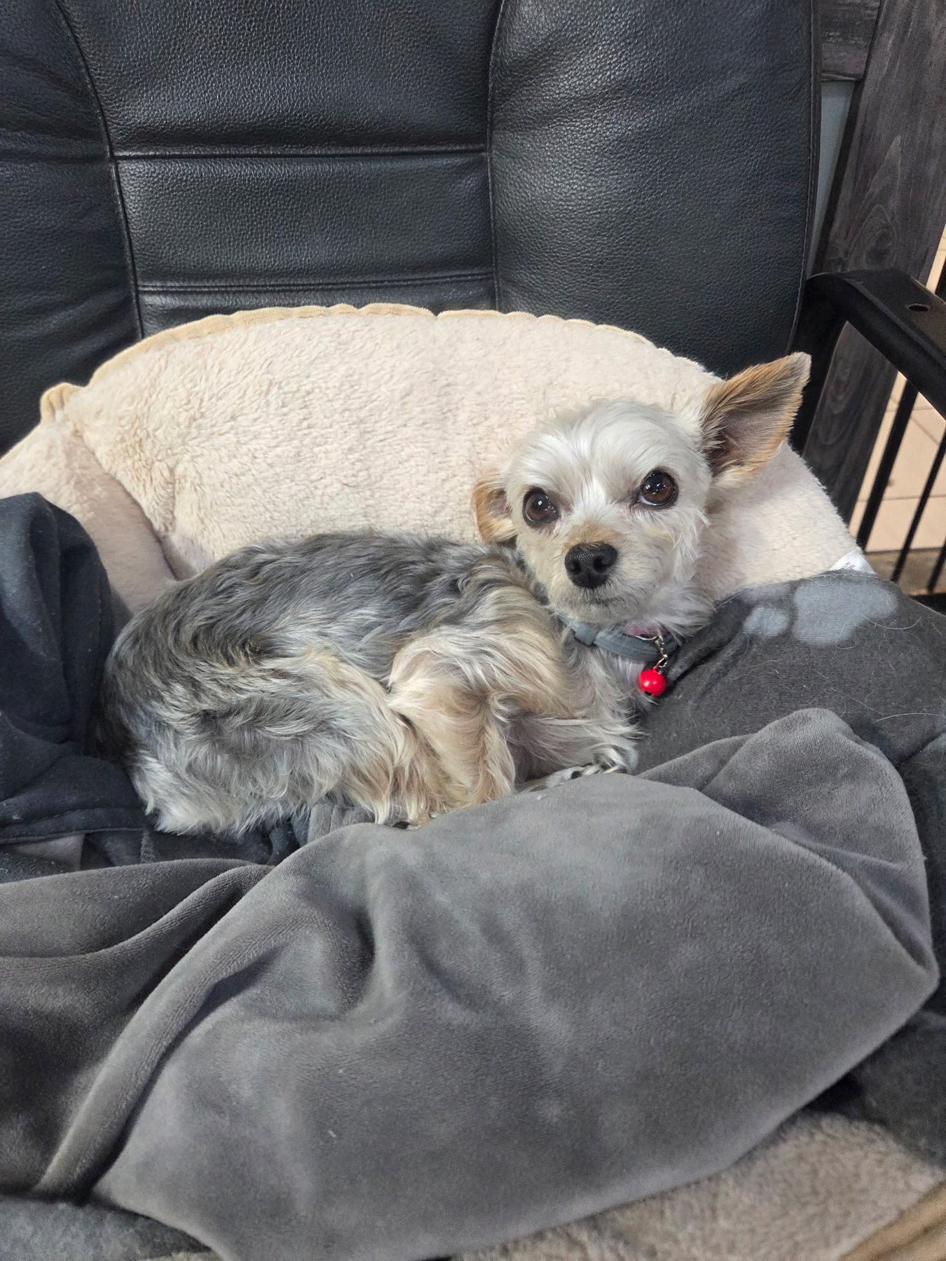 Two small dogs relaxing during boarding at Southern Paws