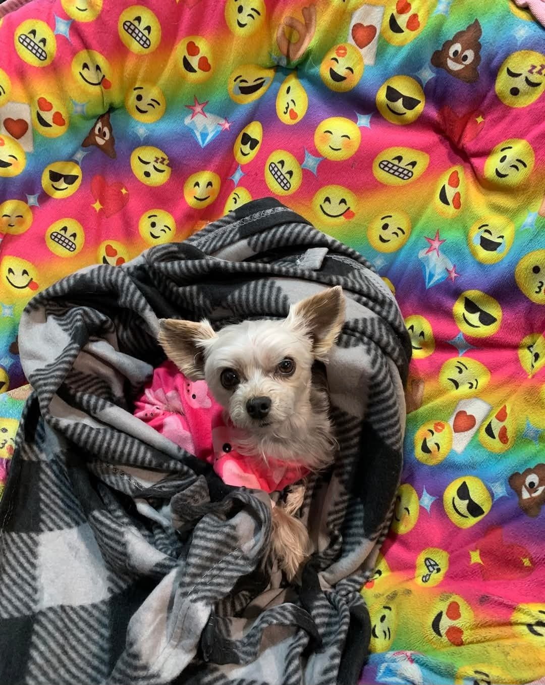Cozy boarding stay at Southern Paws Spa in Cookeville