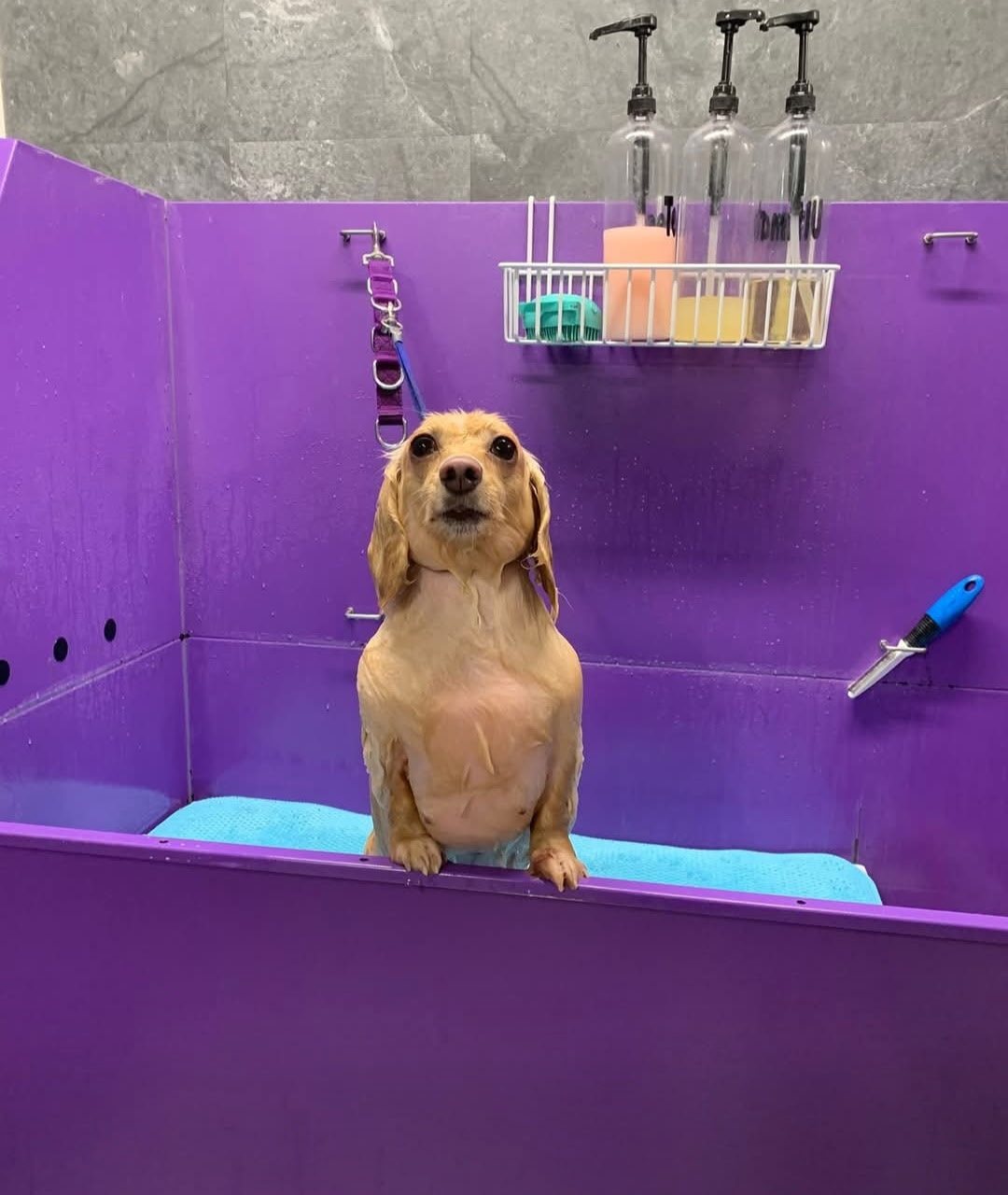 Dog bath at Southern Paws