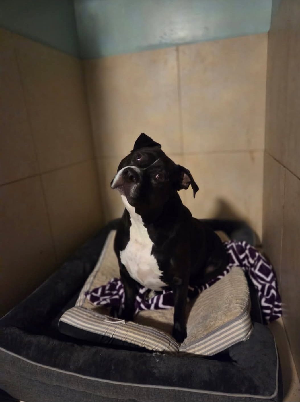 Private boarding space at Southern Paws Spa in Cookeville