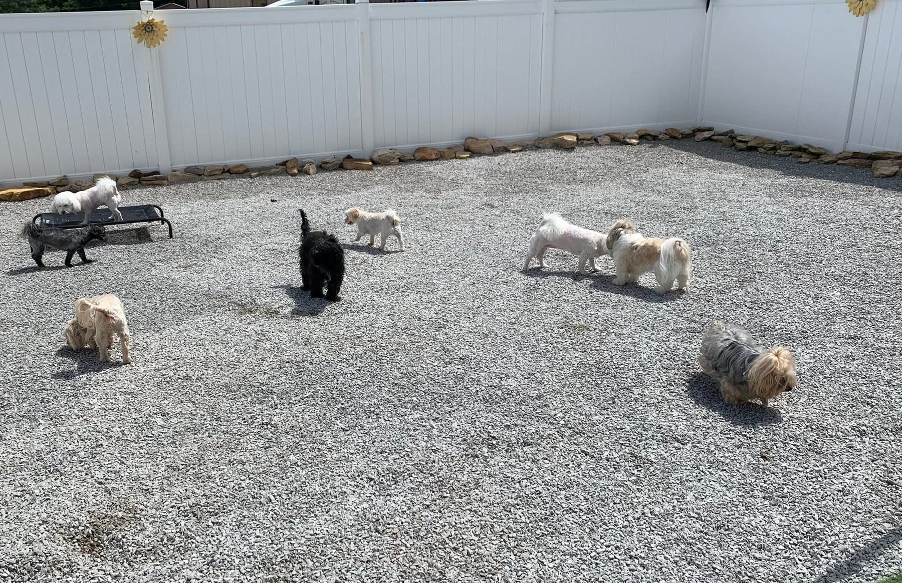 Outdoor boarding time at Southern Paws Spa in Cookeville