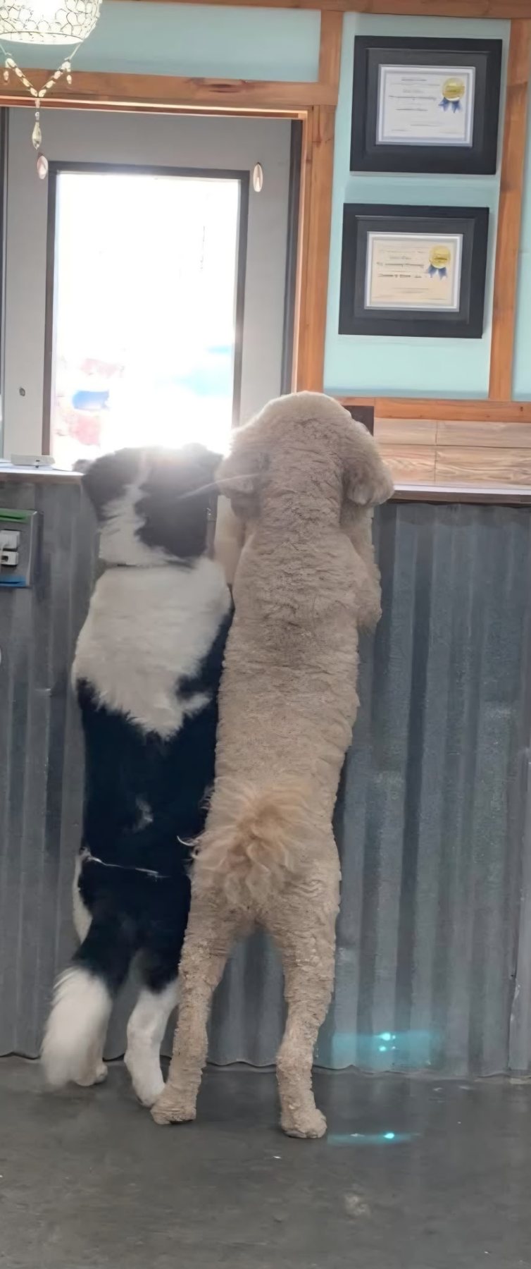 Dogs greeting staff at the Southern Paws front desk