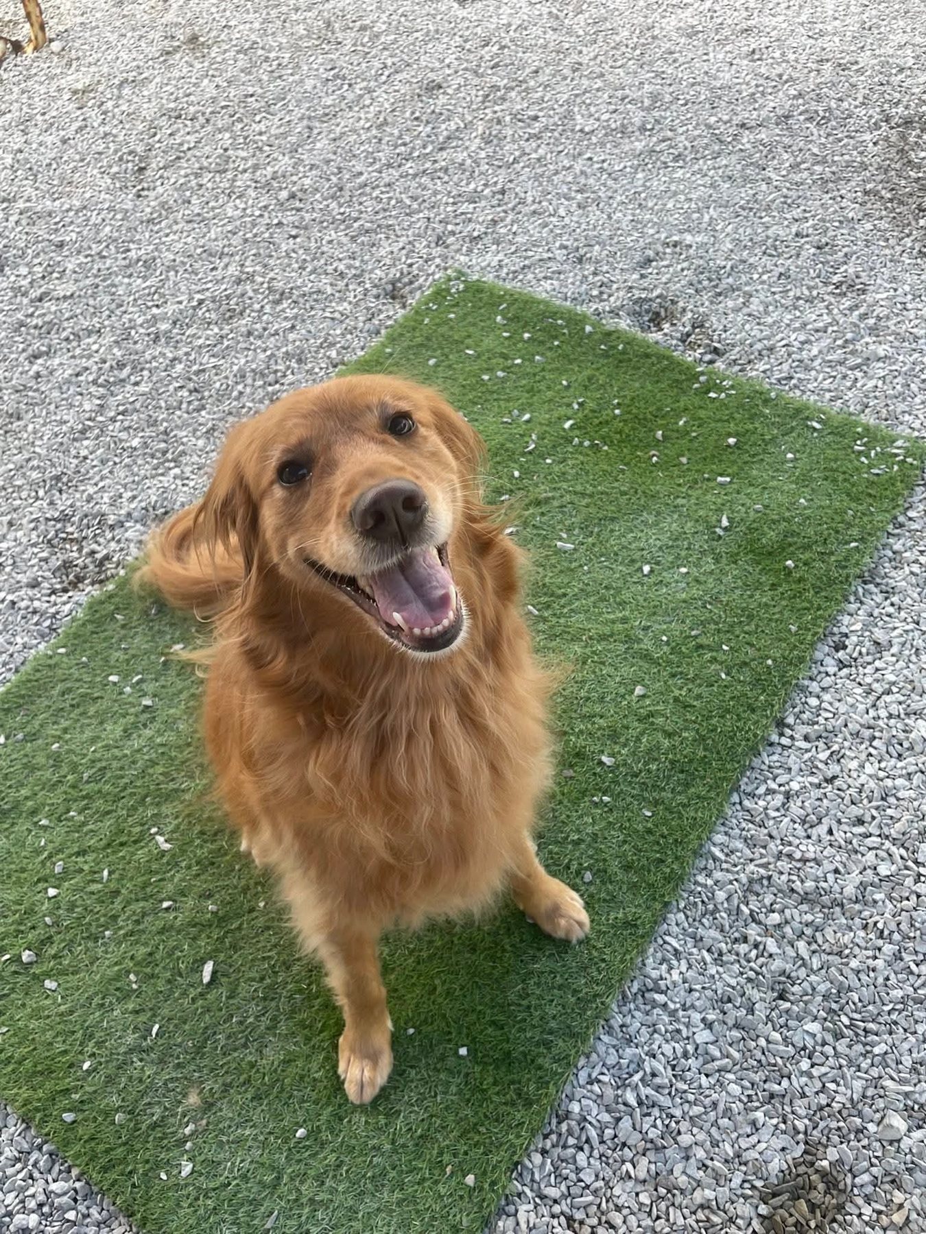 Happy outdoor guest at Southern Paws Spa in Cookeville