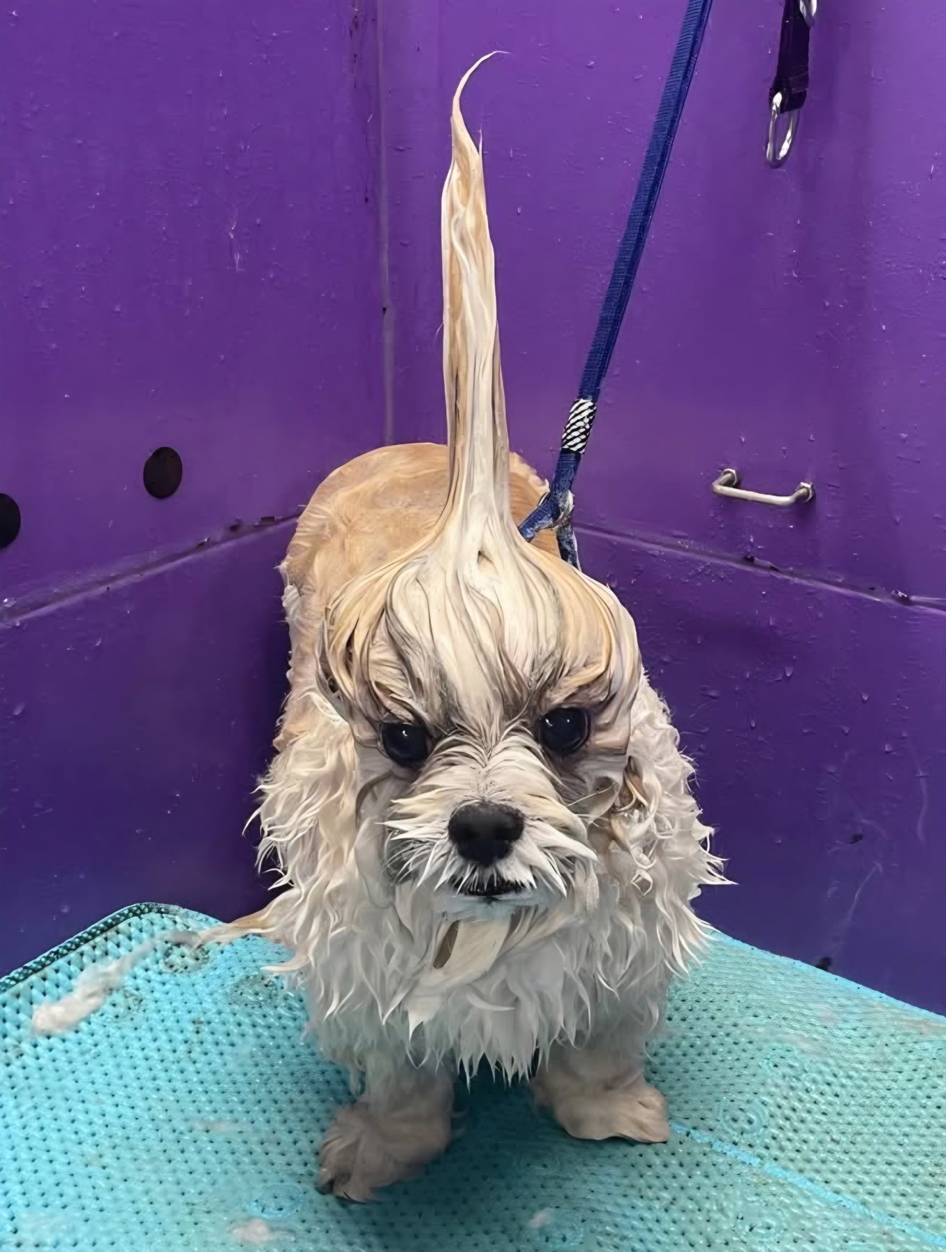 Small dog receiving grooming care at Southern Paws Spa