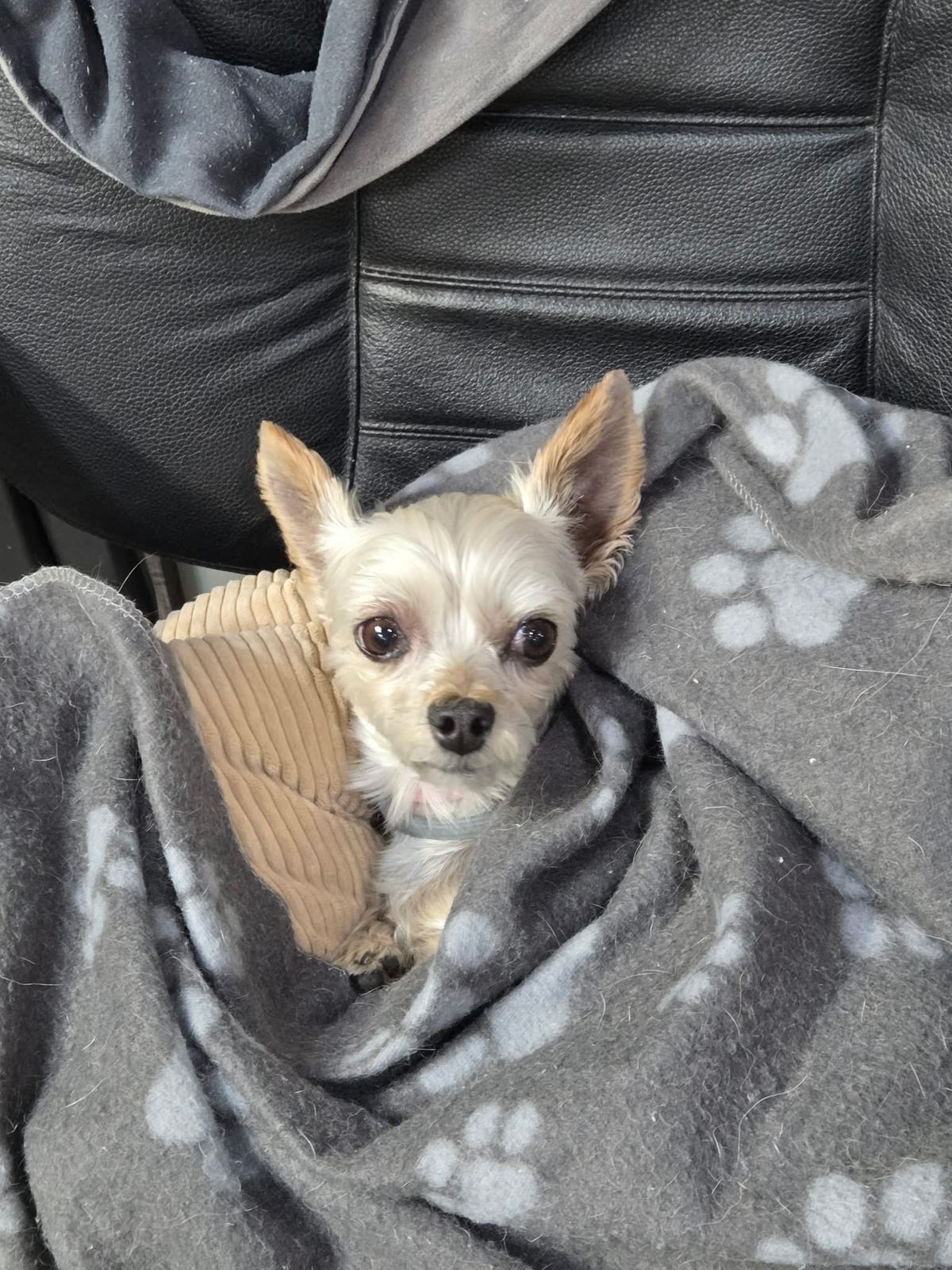 Small dog settled into a gray paw-print blanket at Southern Paws Spa