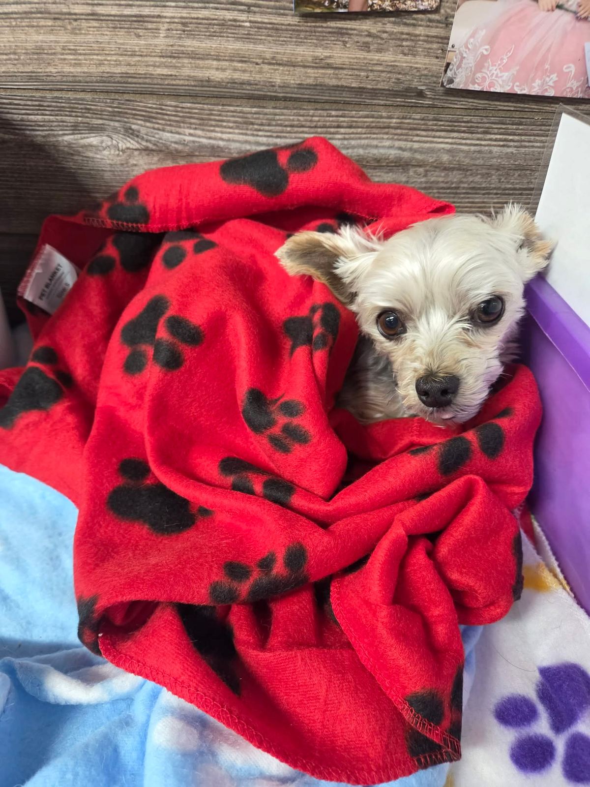 Small dog resting in a red paw-print blanket at Southern Paws Spa