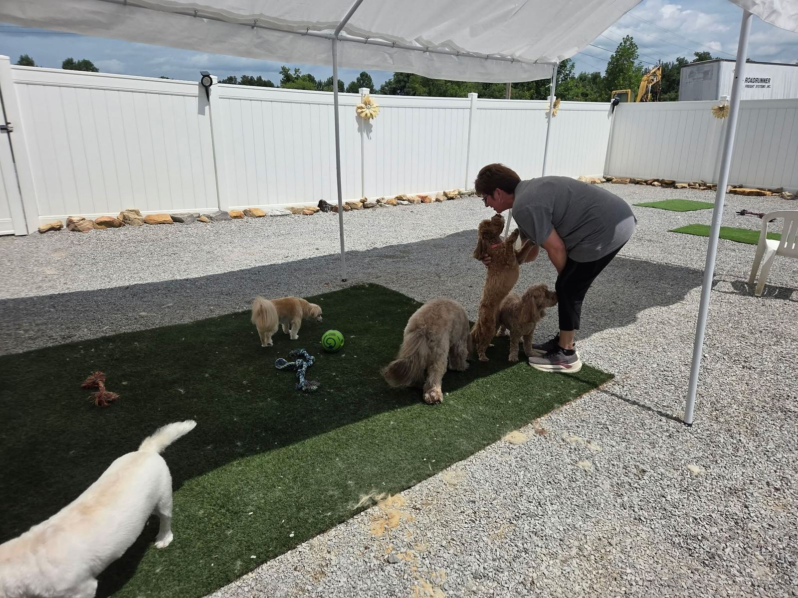 Dogs enjoying supervised outdoor play at Southern Paws Spa